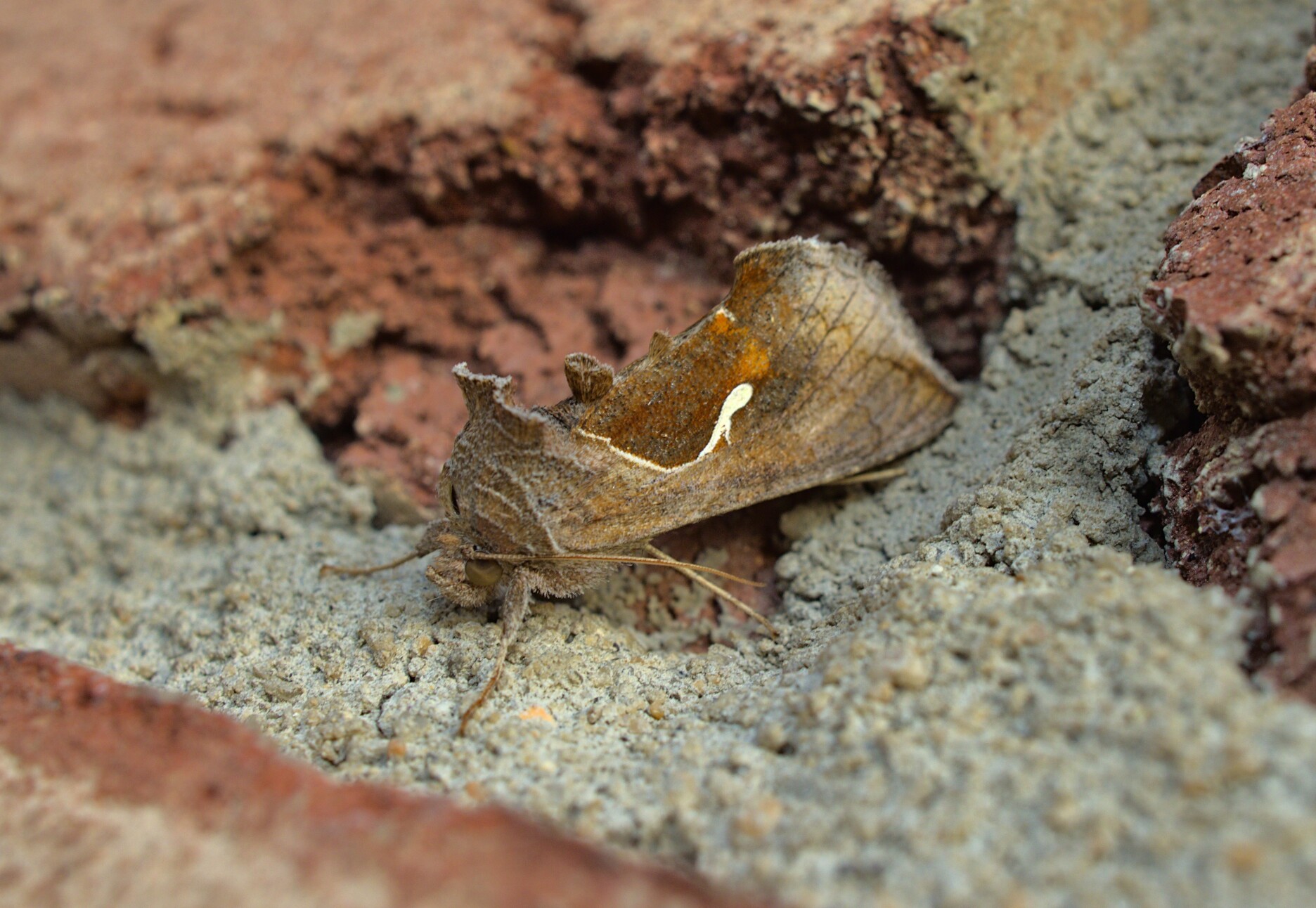 Almost all loopers look cool and this one is no exception_20210830.jpg